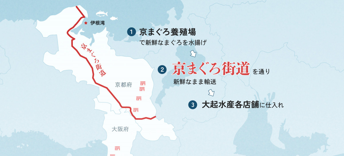 京まぐろ街道の図です。 伊根湾の養殖場で新鮮なまぐろを水揚げしたあと、京まぐろ街道を通り新鮮なまま輸送。その後大起水産各店舗に仕入れます。